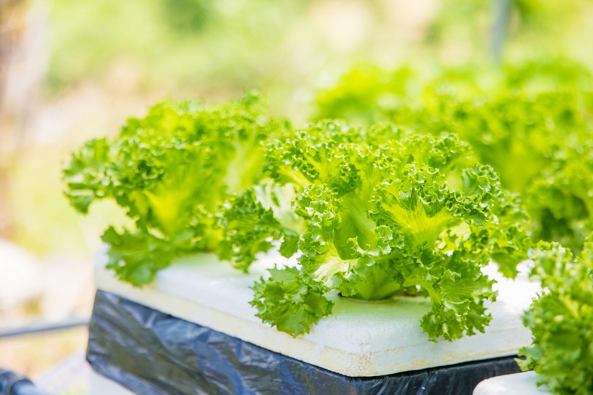 Organic Farm